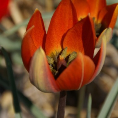 Tulipa whittallii