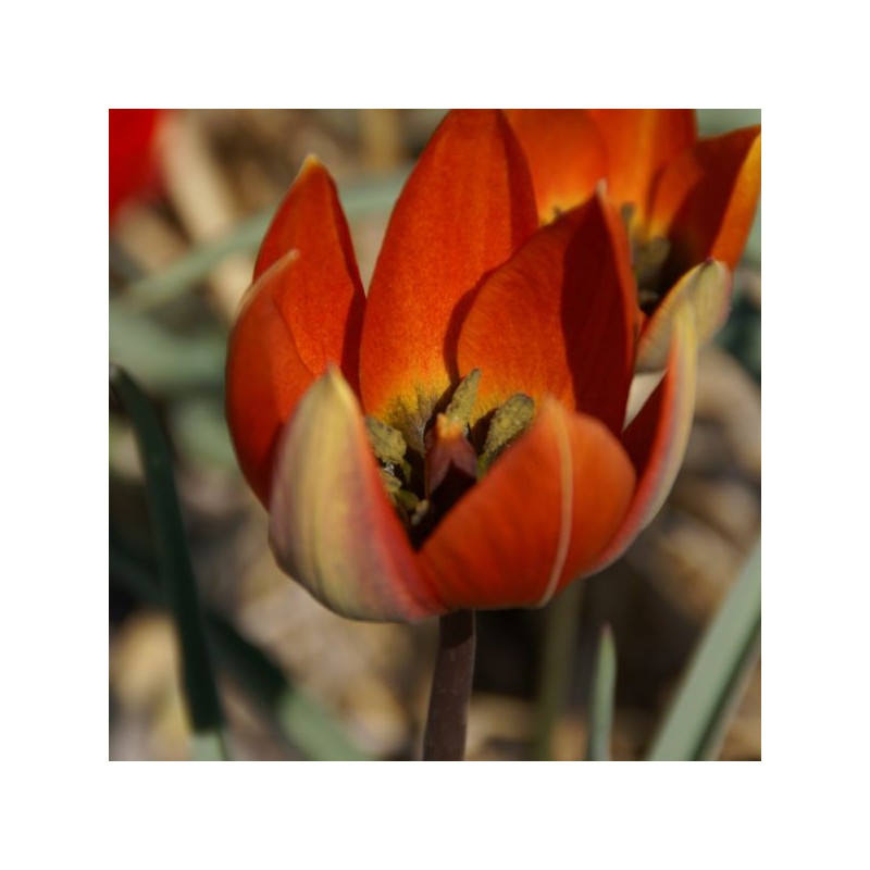 Tulipa whittallii