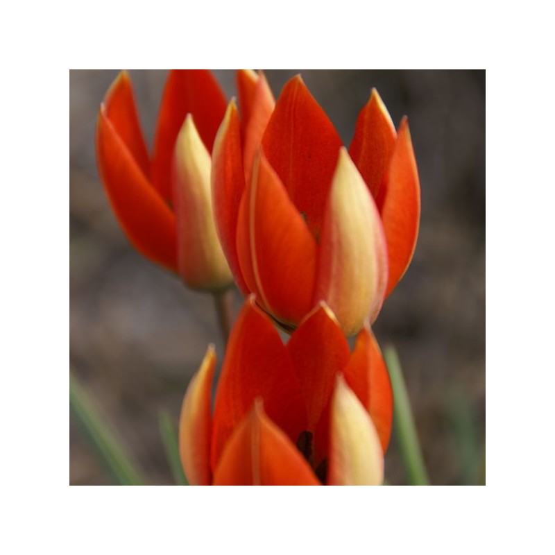 Tulipa whittallii