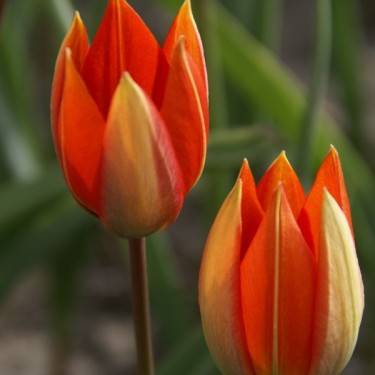 Tulipa whittallii