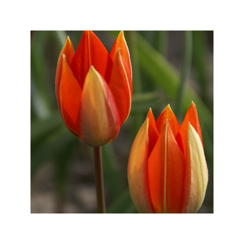Tulipa whittallii