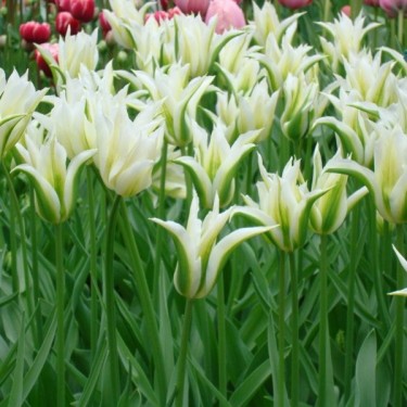 Tulipa  'Greenstar'