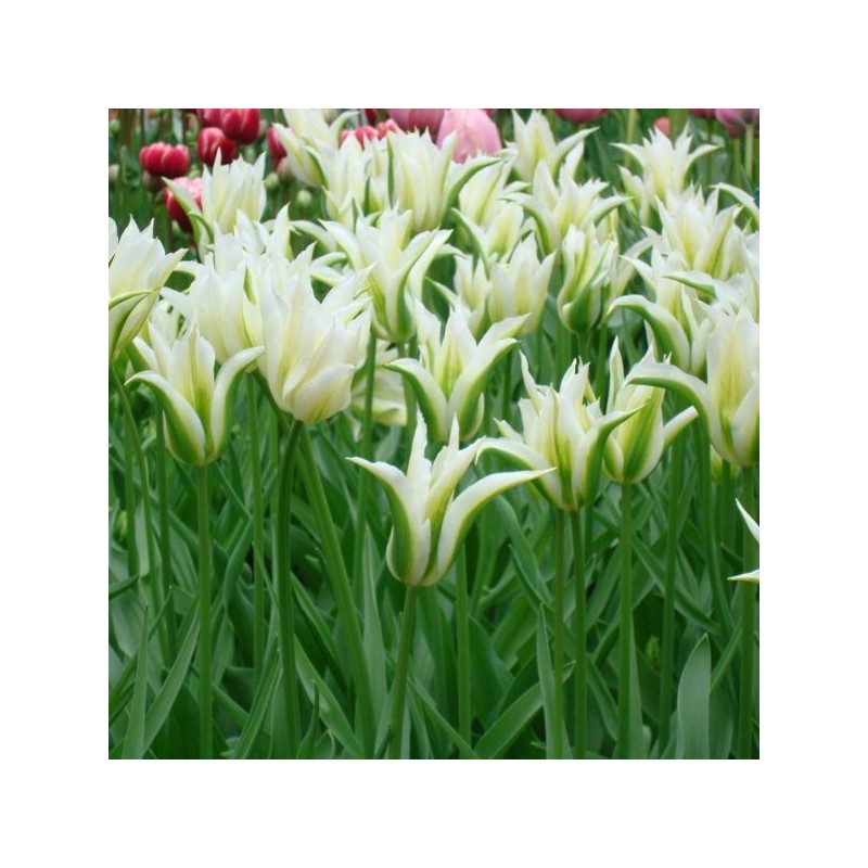 Tulipa  'Greenstar'