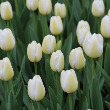 Tulipa 'Angel's Wish' 