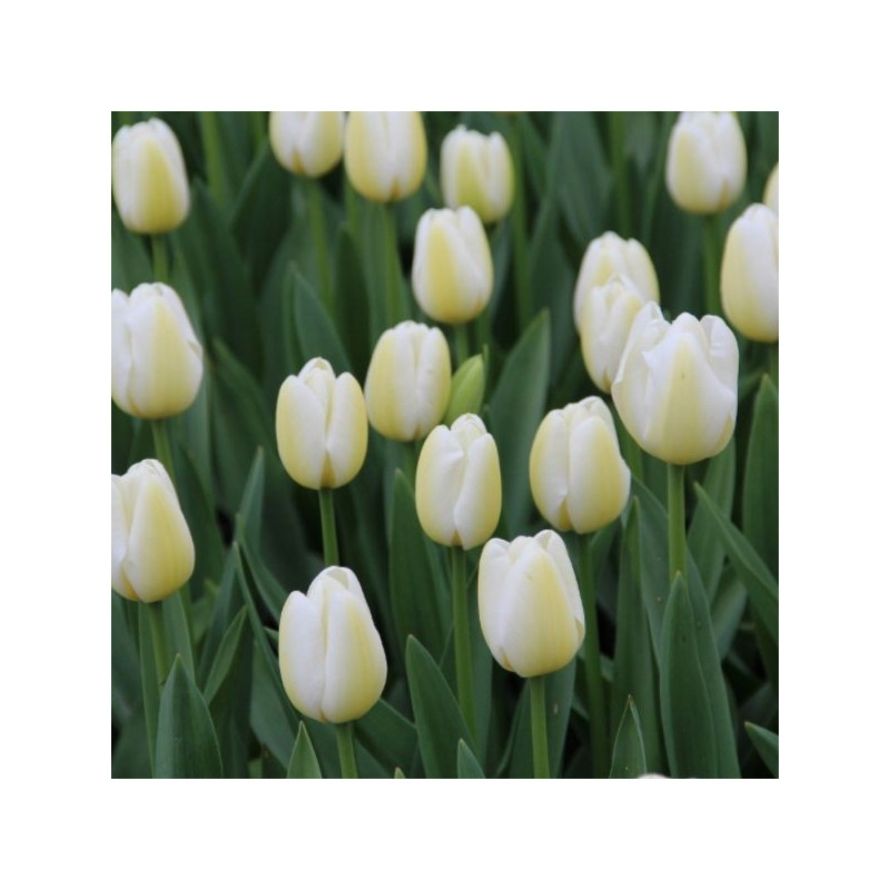 Tulipa 'Angel's Wish' 