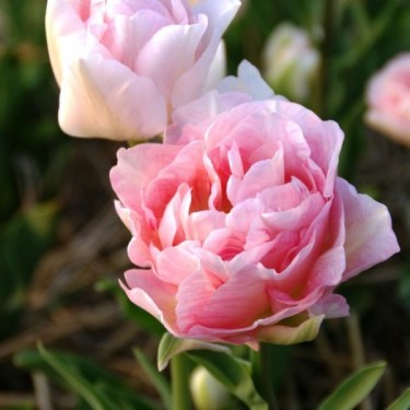 Tulipa 'Angélique'