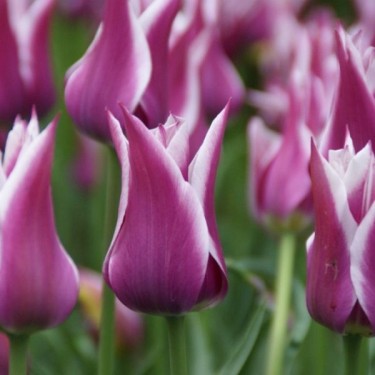Tulipa 'Ballade'
