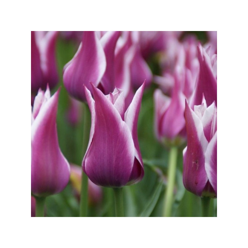 Tulipa 'Ballade'