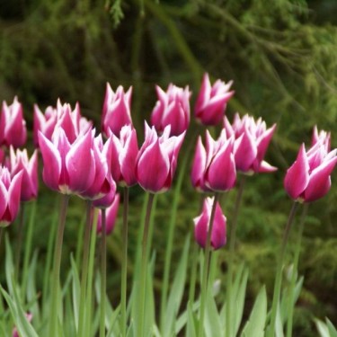 Tulipa 'Ballade'