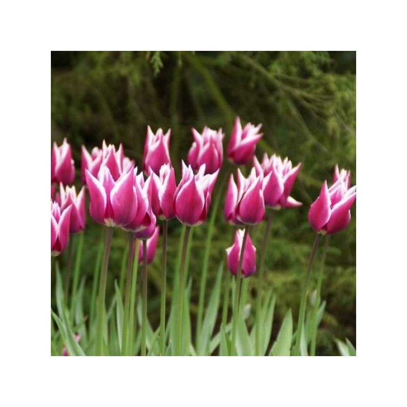 Tulipa 'Ballade'