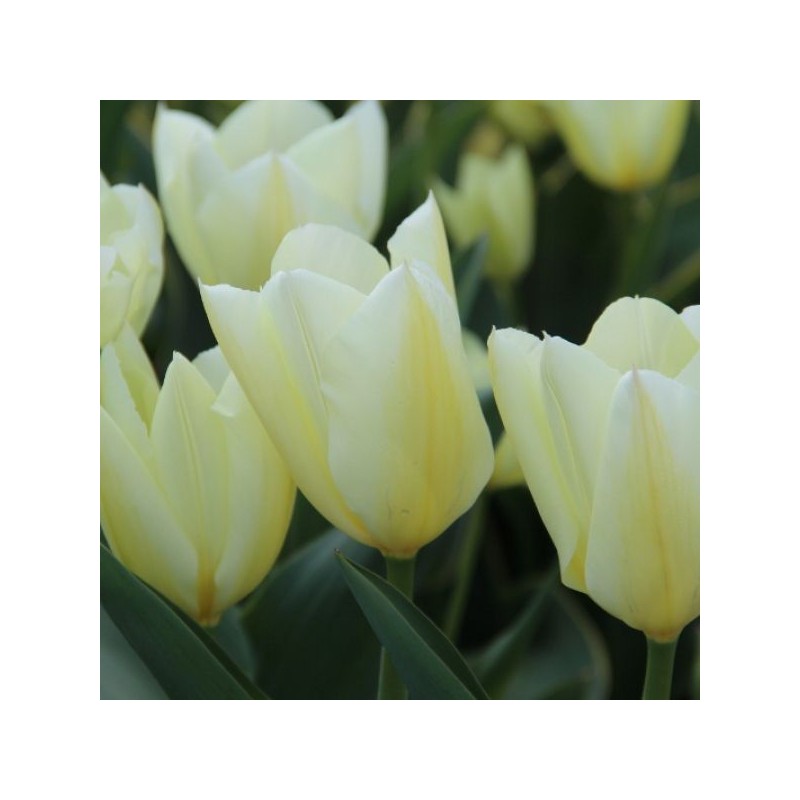 Tulipa 'Purissima'