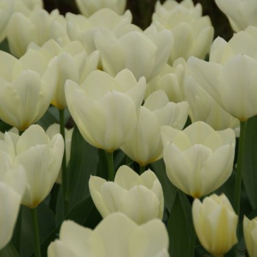 Tulipa 'Purissima'