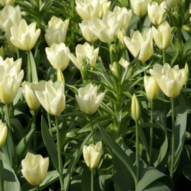 Tulipa 'Purissima'