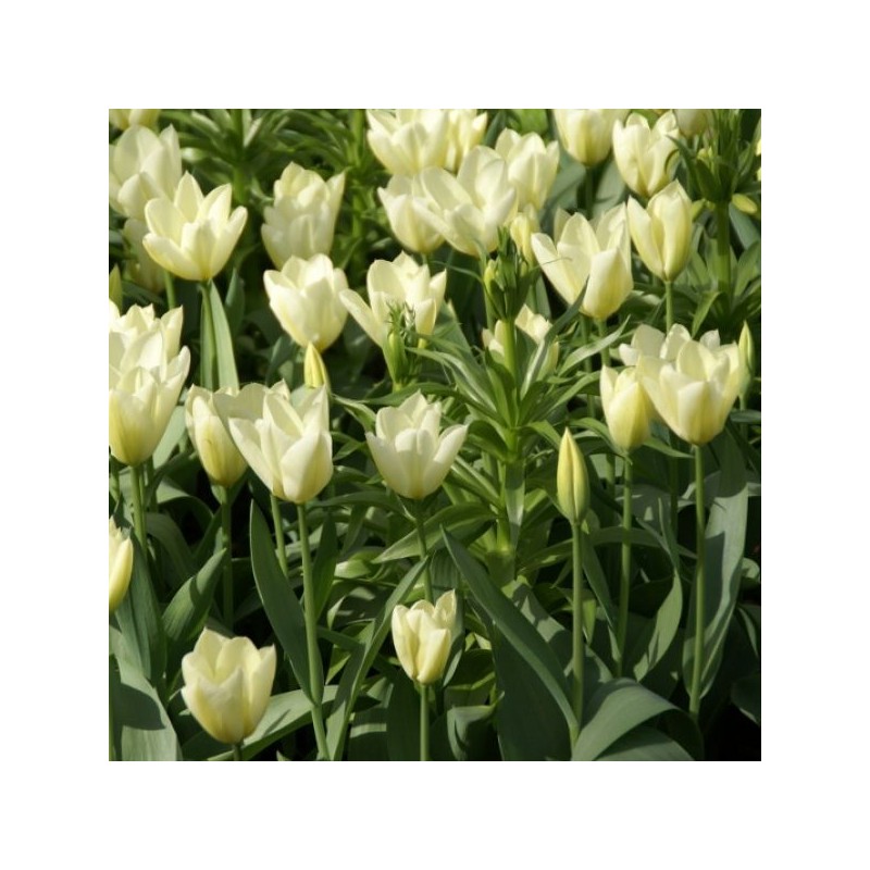 Tulipa 'Purissima'
