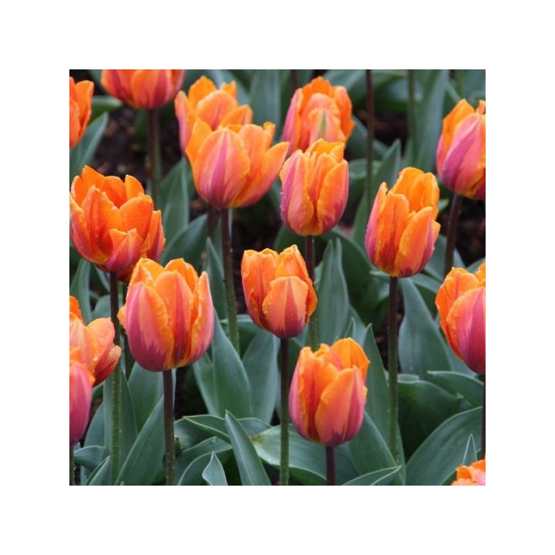 Tulipa 'Prinses Irene'