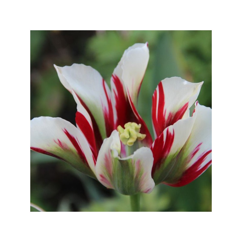 Tulipa 'Flaming Springgreen'