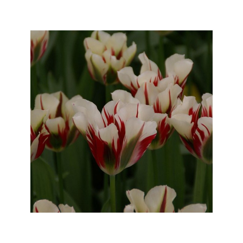 Tulipa 'Flaming Springgreen'