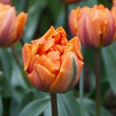 Tulipa 'Orange Princess'