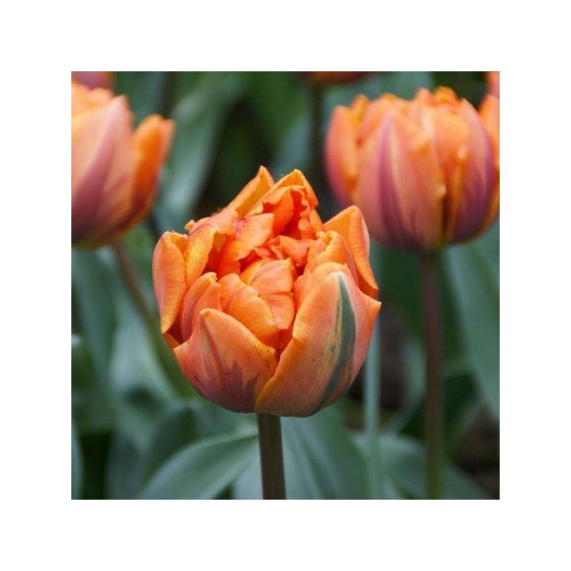 Tulipa 'Orange Princess'