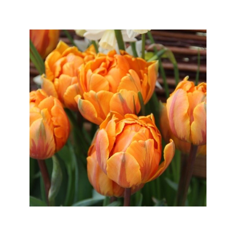 Tulipa 'Orange Princess'