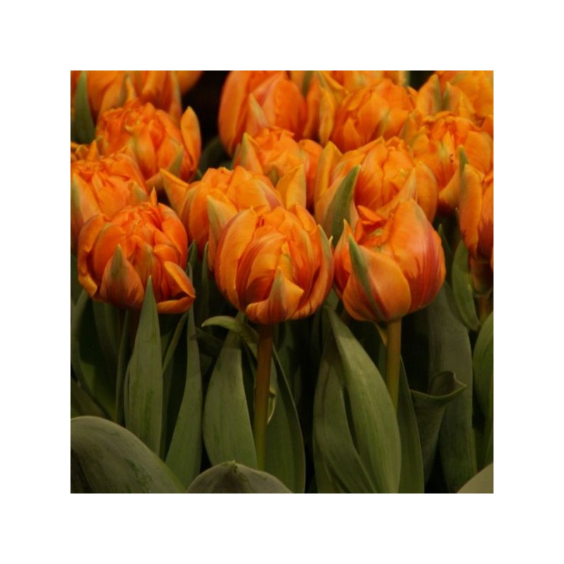 Tulipa 'Orange Princess'
