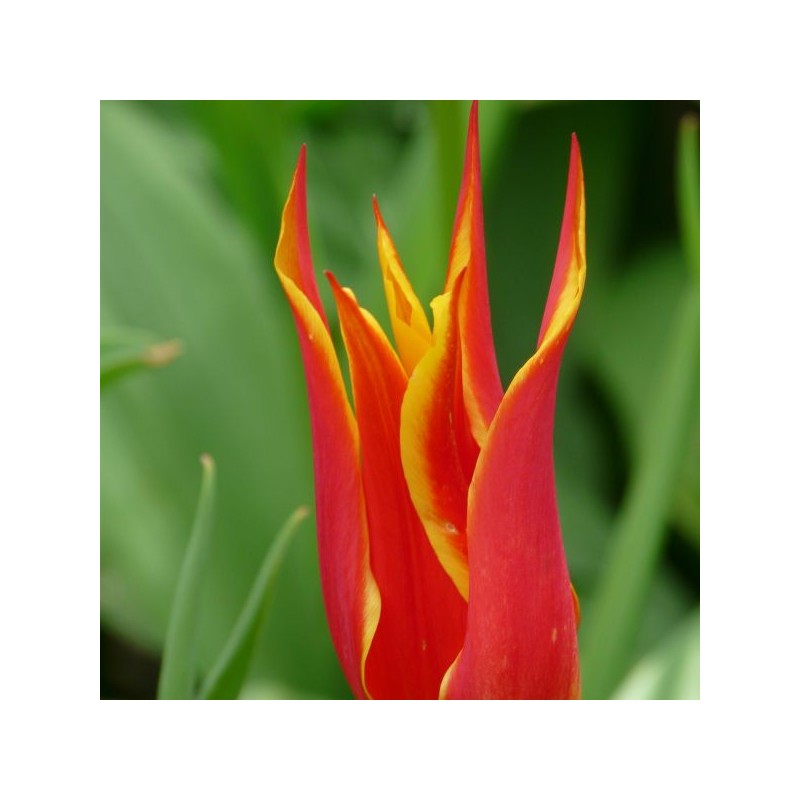 Tulipa 'Fly Away'
