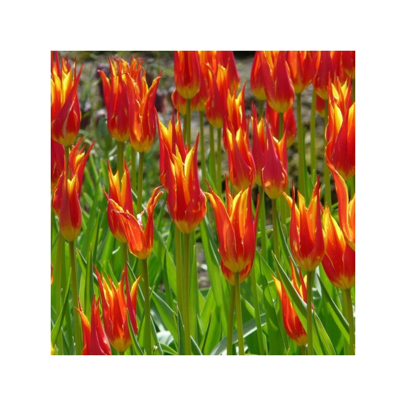 Tulipa 'Fly Away'