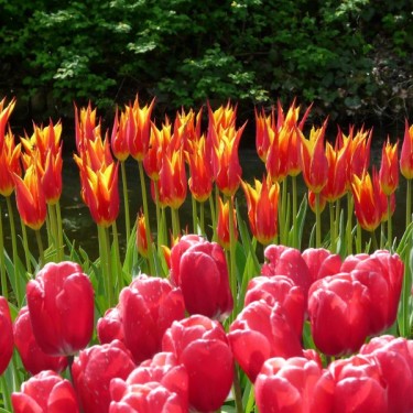 Tulipa 'Fly Away'
