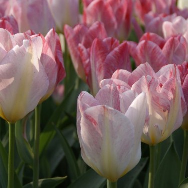 Tulipa 'Flaming Purissima'