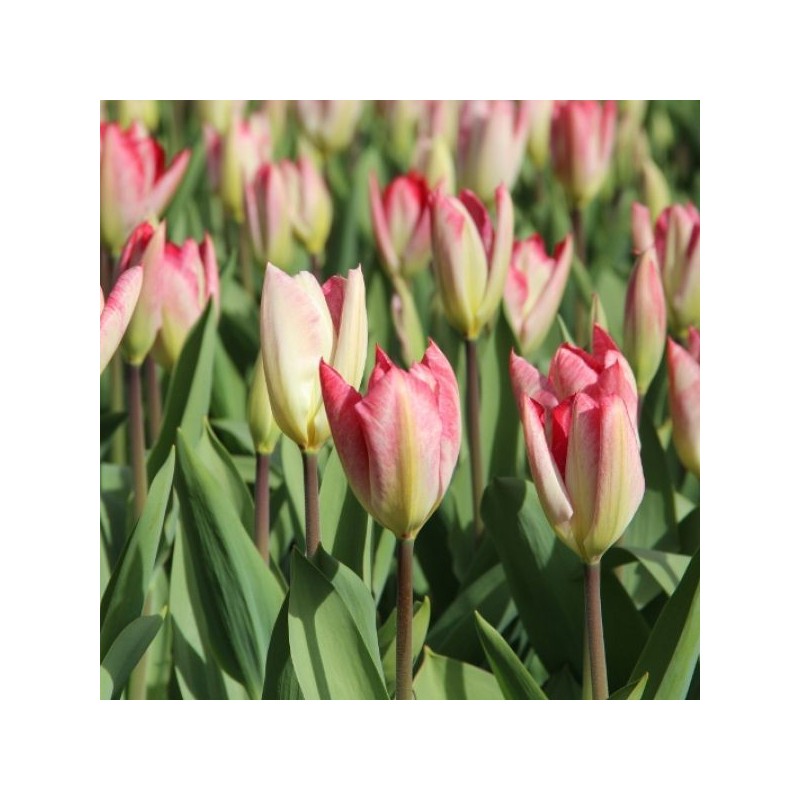Tulipa 'Flaming Purissima'