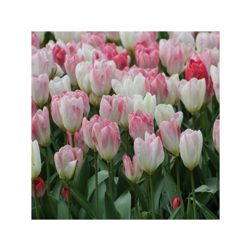 Tulipa 'Flaming Purissima'