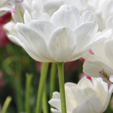 Tulipa 'Mount Tacoma'