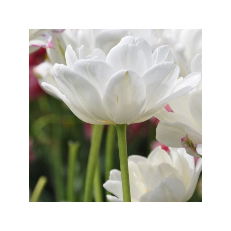 Tulipa 'Mount Tacoma'