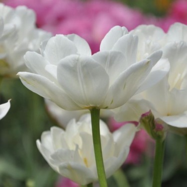 Tulipa 'Mount Tacoma'