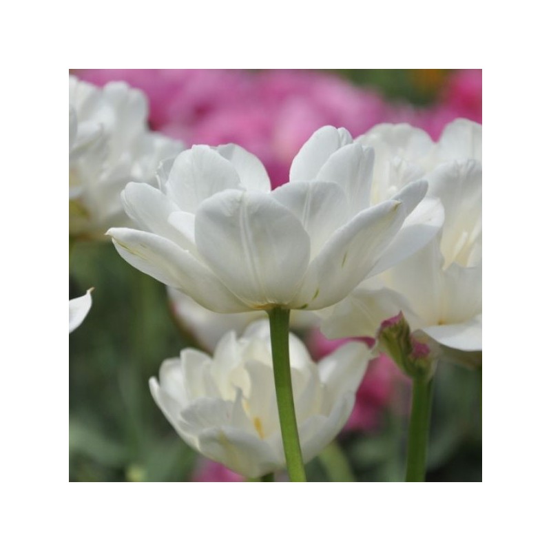 Tulipa 'Mount Tacoma'