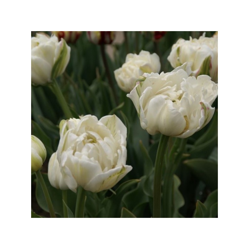 Tulipa 'Mount Tacoma'