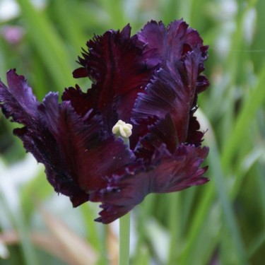 Tulipa 'Black Parrot'