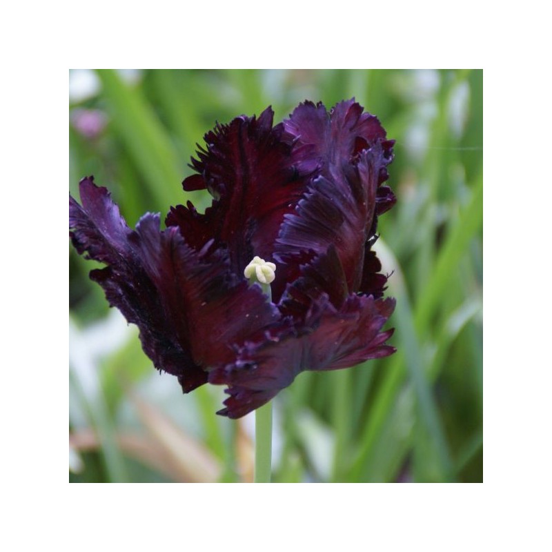 Tulipa 'Black Parrot'