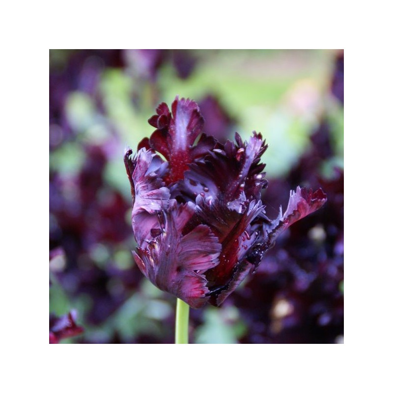 Tulipa 'Black Parrot'