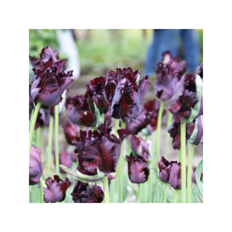 Tulipa 'Black Parrot'