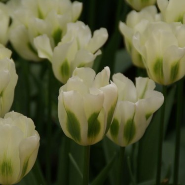 Tulipa 'Spring Green'