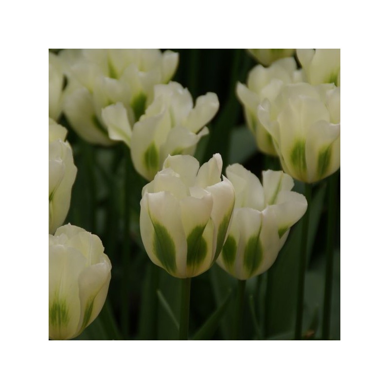 Tulipa 'Spring Green'