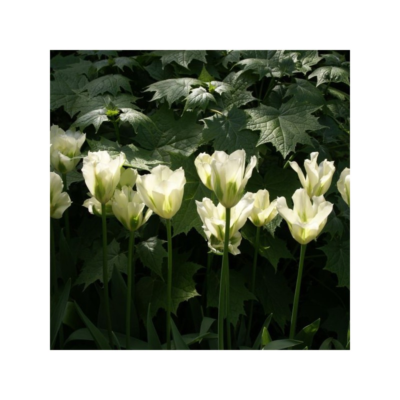Tulipa 'Spring Green'