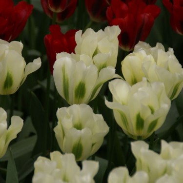 Tulipa 'Spring Green'