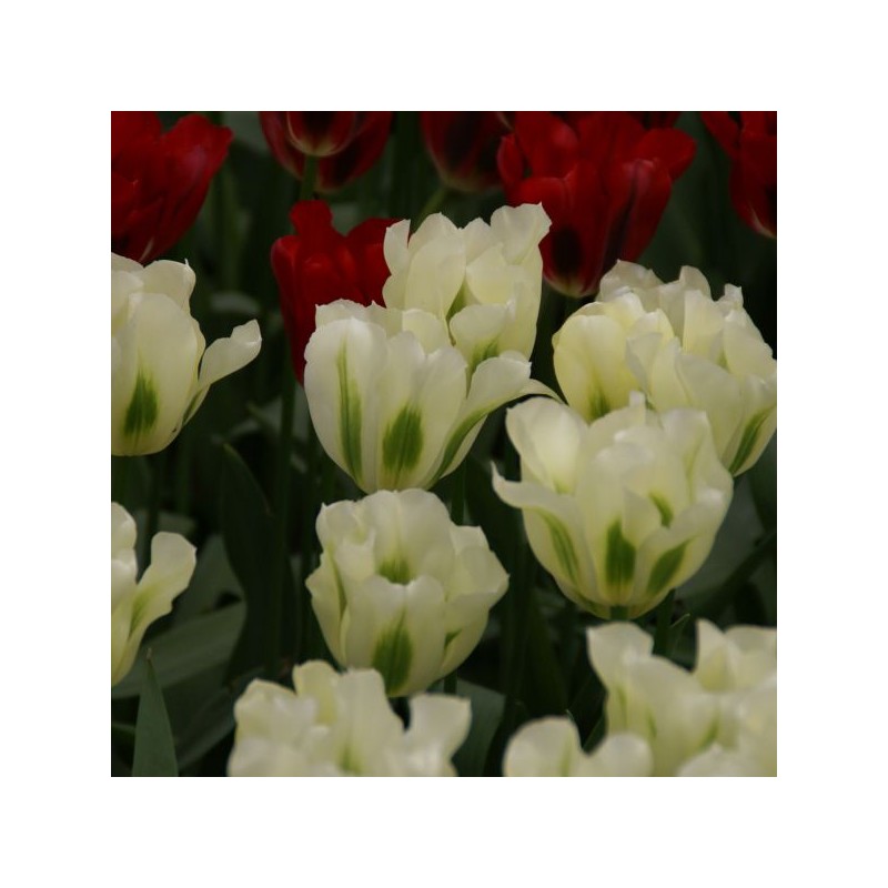 Tulipa 'Spring Green'