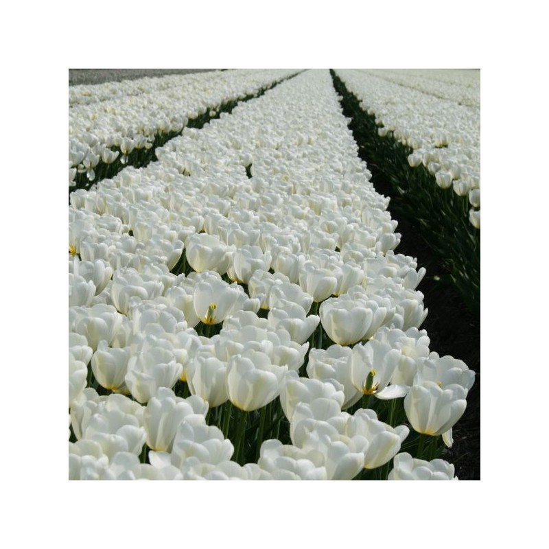 Tulipa 'Angel's Wish' 