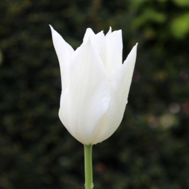 Tulipa 'White Triumphator'