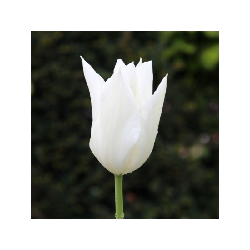 Tulipa 'White Triumphator'