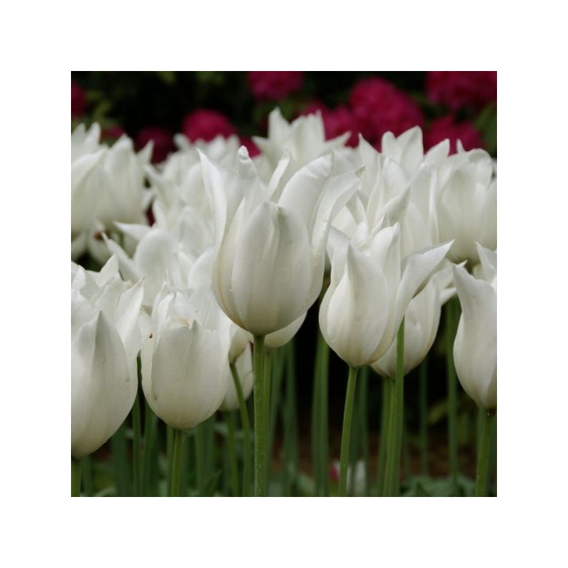 Tulipa 'White Triumphator'