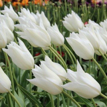 Tulipa 'White Triumphator'